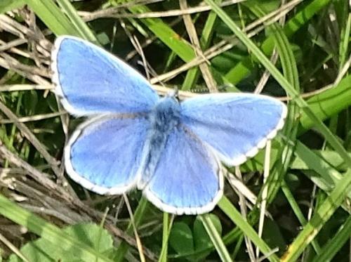 Polyommatus bellargus